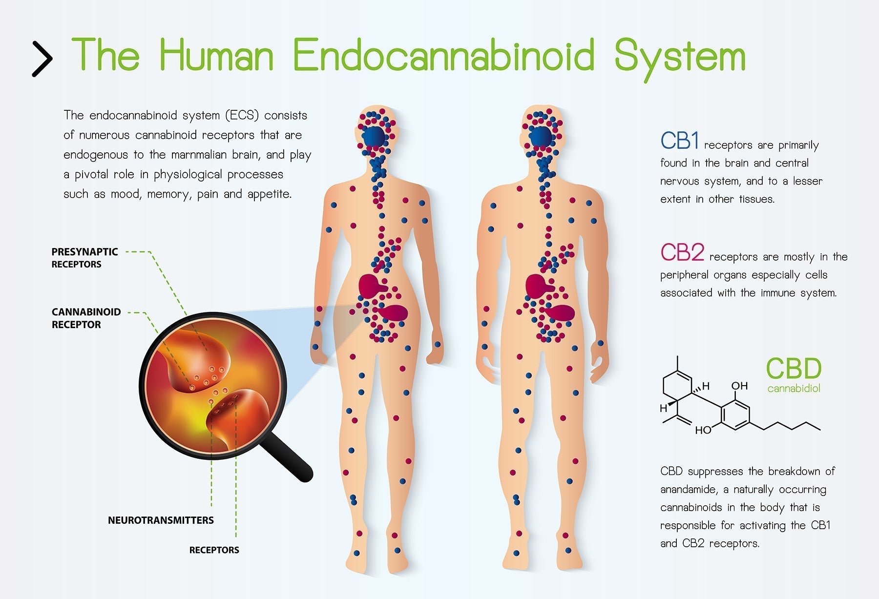 How Cannabis Interacts with the Endocannabinoid System to Promote Well ...