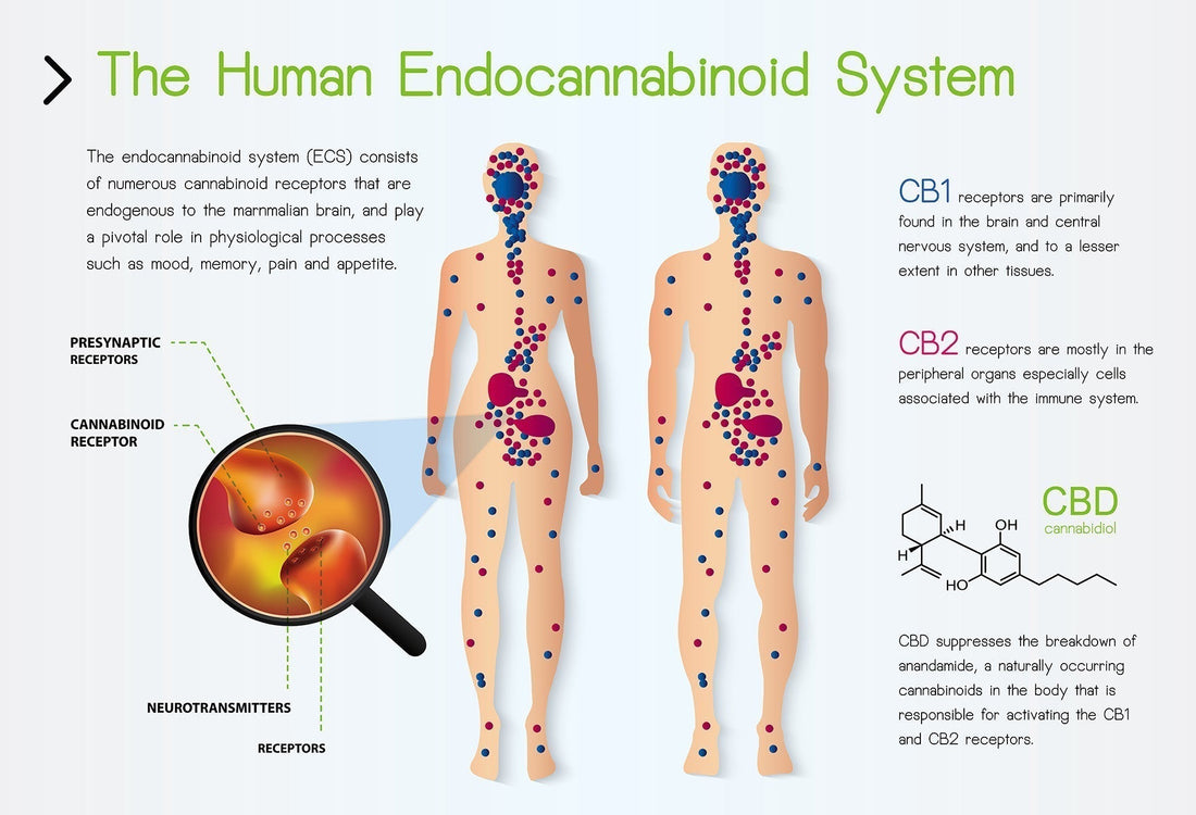 How Cannabis Interacts with the Endocannabinoid System to Promote Wellness
